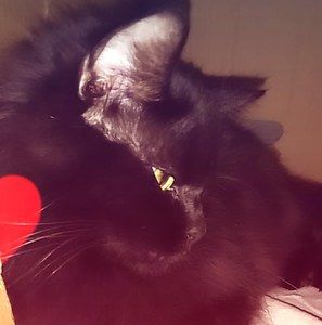 Meet your Posher, Alex